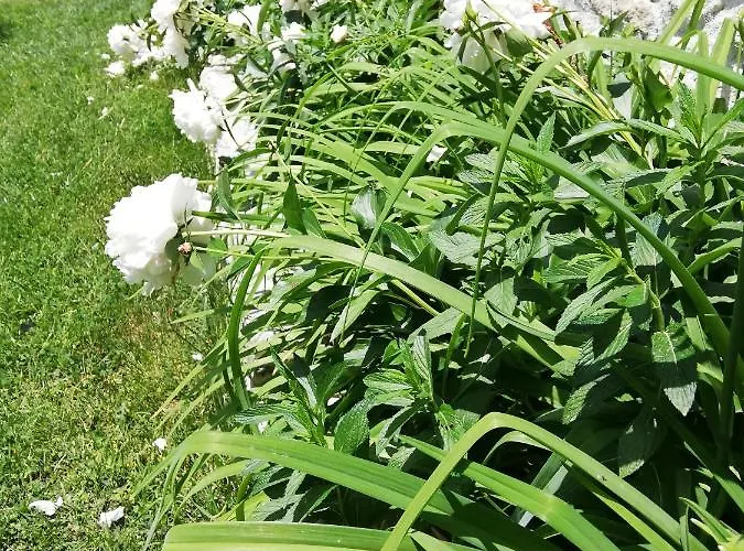 Trifon Zarezan Family Glavatartsi